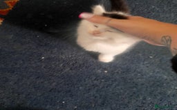 British Longhair cats for sale: Kittens for sale - Image 14