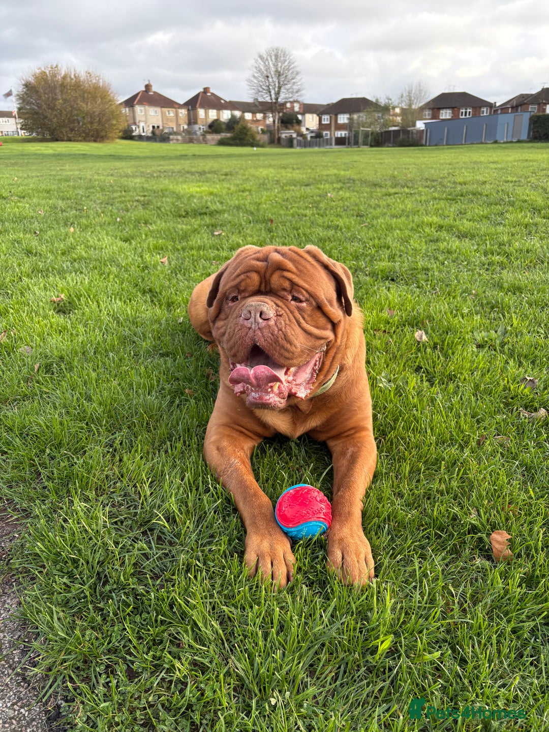 Dogue De Bordeaux dogs for sale: Stunning little of Dogue De Bordeaux puppies  - Advert 18