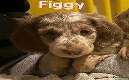 Miniature Dachshund dogs for stud: Frodo at Stud  in Milton Keynes - Image 9