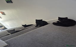 British Shorthair cats for sale: 5 british shorthair black noir - Image 10