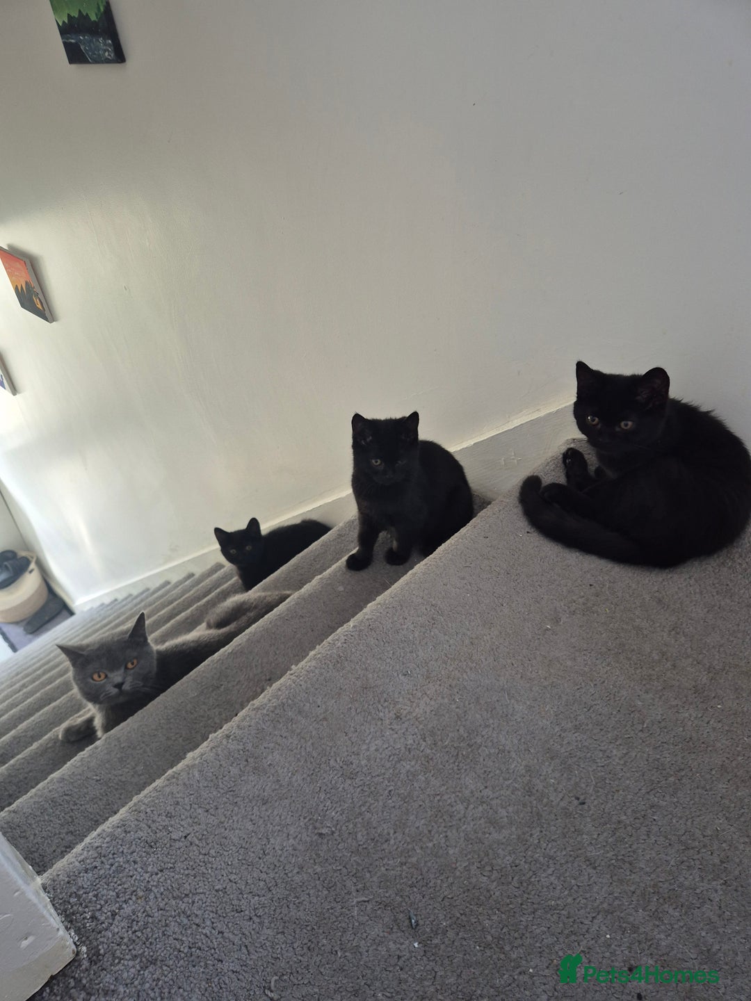 British Shorthair cats for sale: 5 british shorthair black noir - Image 10