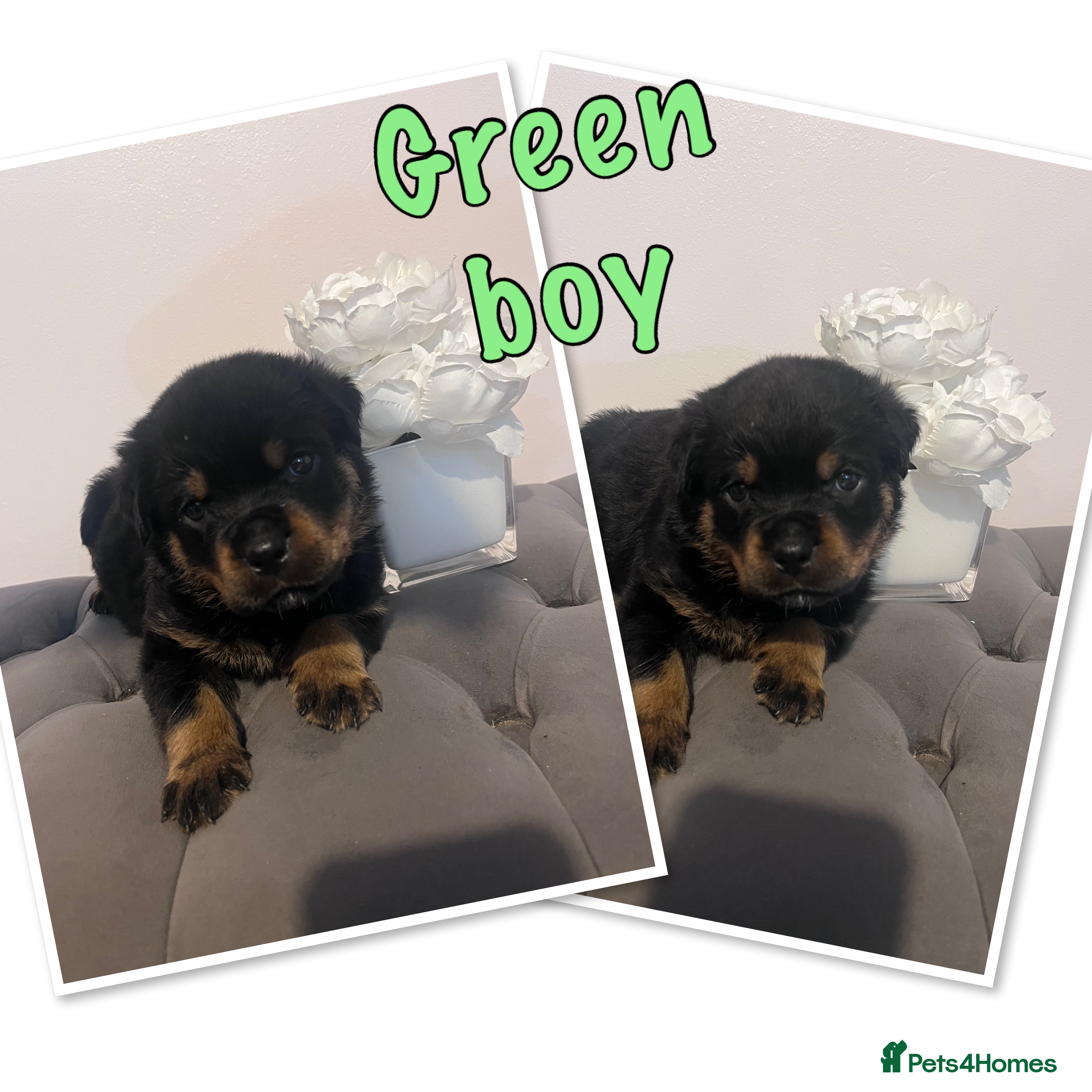 Rottweiler dogs Quality KC Rottweilers in Bristol - Advert 2