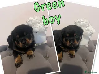 Rottweiler dogs Quality KC Rottweilers in Bristol - Advert 2