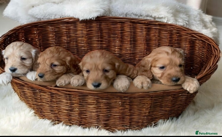 Cockapoo dogs - Advert 6