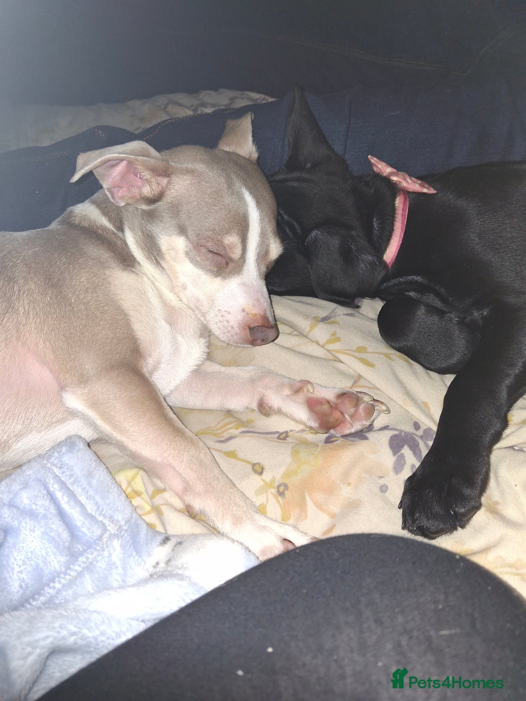 Mixed Breed dogs for sale: Jack russell crossed chihuahua  - Image 5