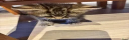 Mixed Breed cats for sale: 🐾 Beautiful 8-Week-old kitten in London - Advert 19