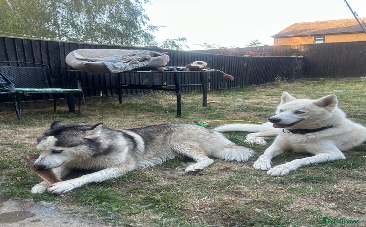 Siberian Husky dogs - Advert 1