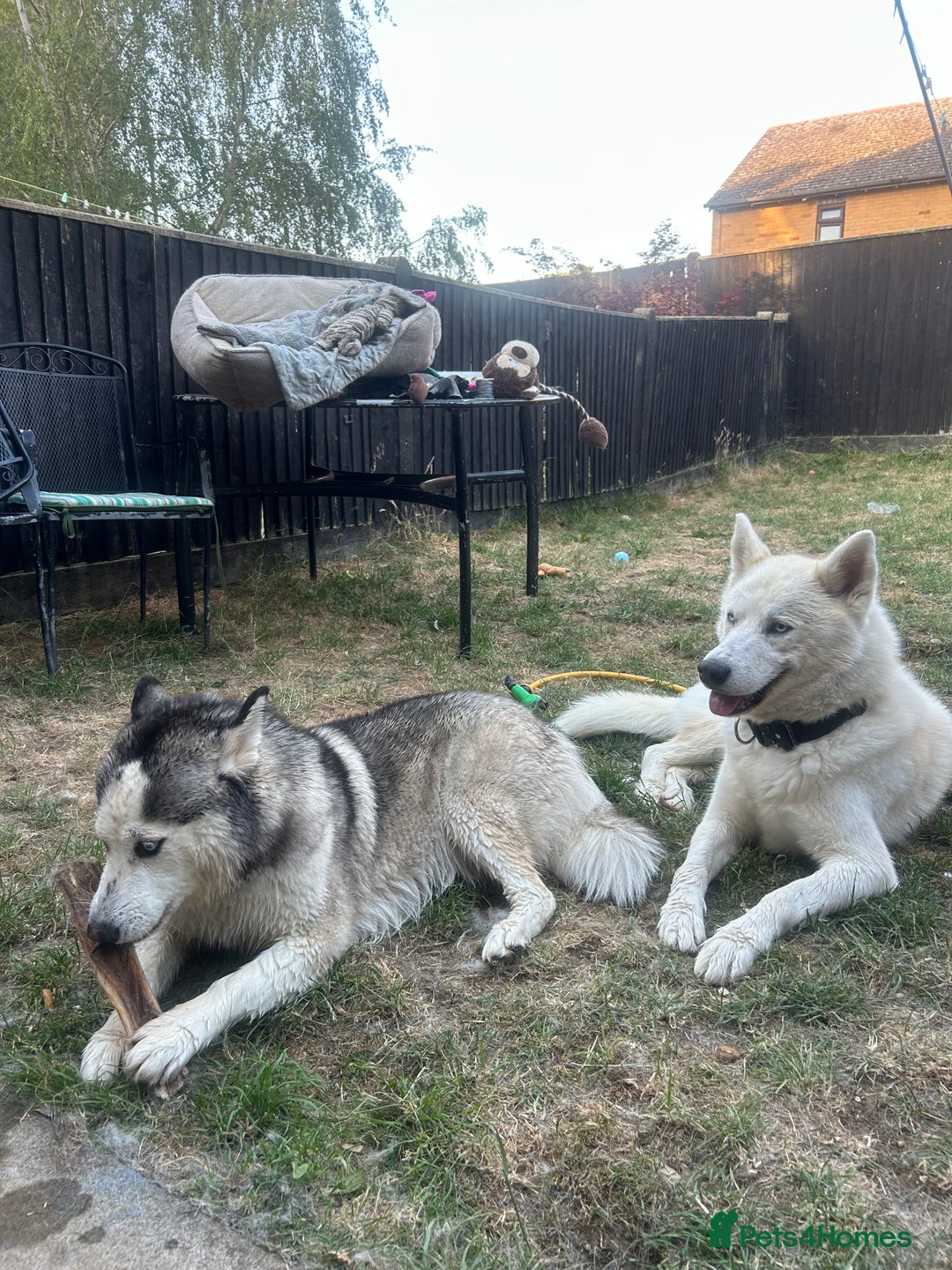 Siberian Husky dogs for sale: Siberian husky puppies  - Image 1