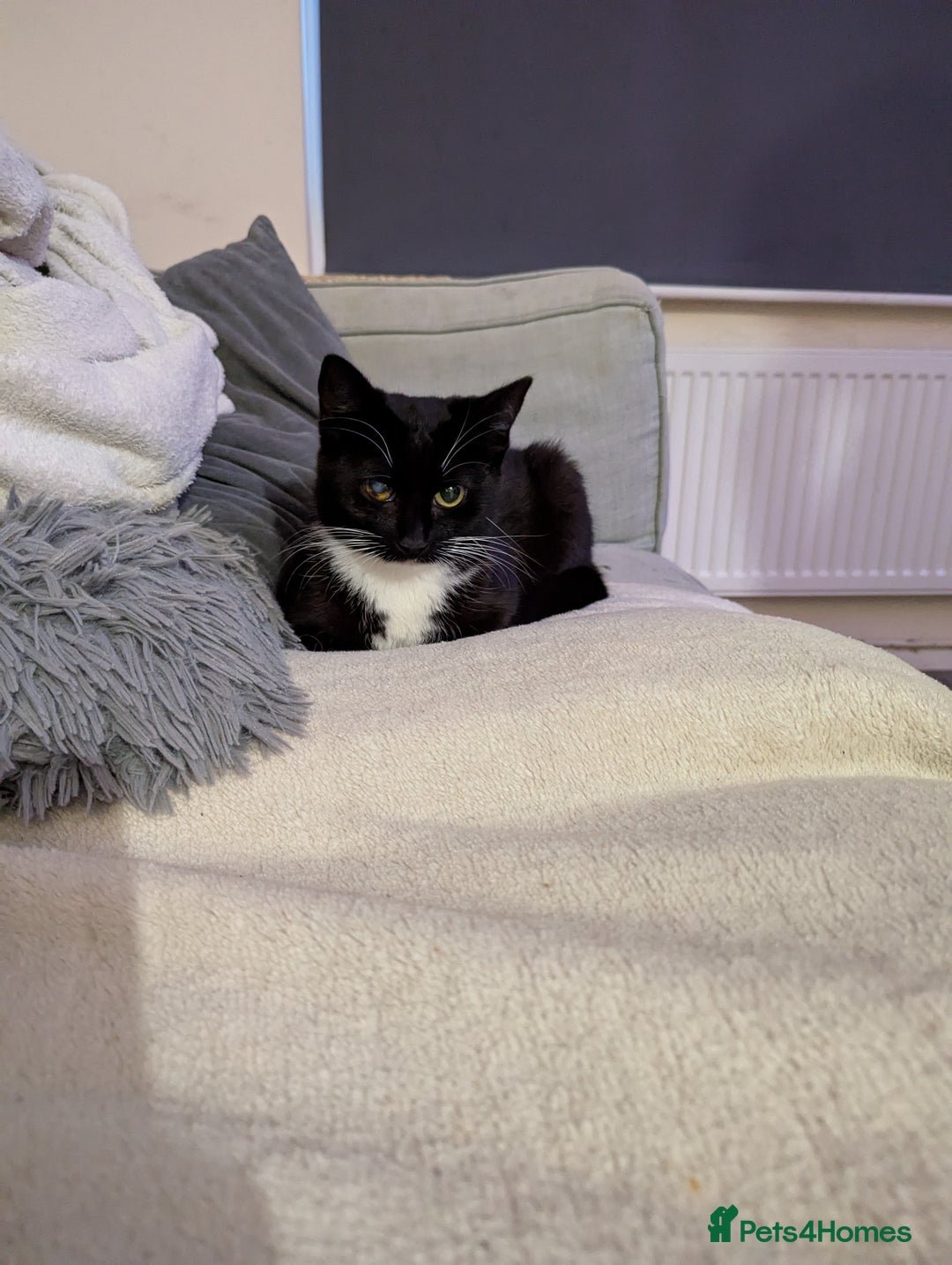 Domestic Shorthair cats for sale: Black and white tuxedo kitten for sale - Image 4