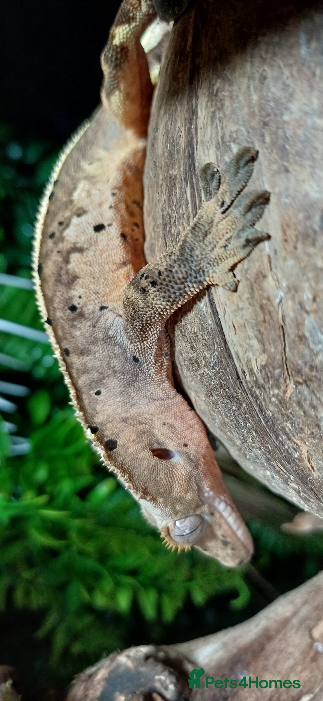 Gecko reptiles for sale: Beautiful pinstripe dalmatian crested gecko  - Image 2