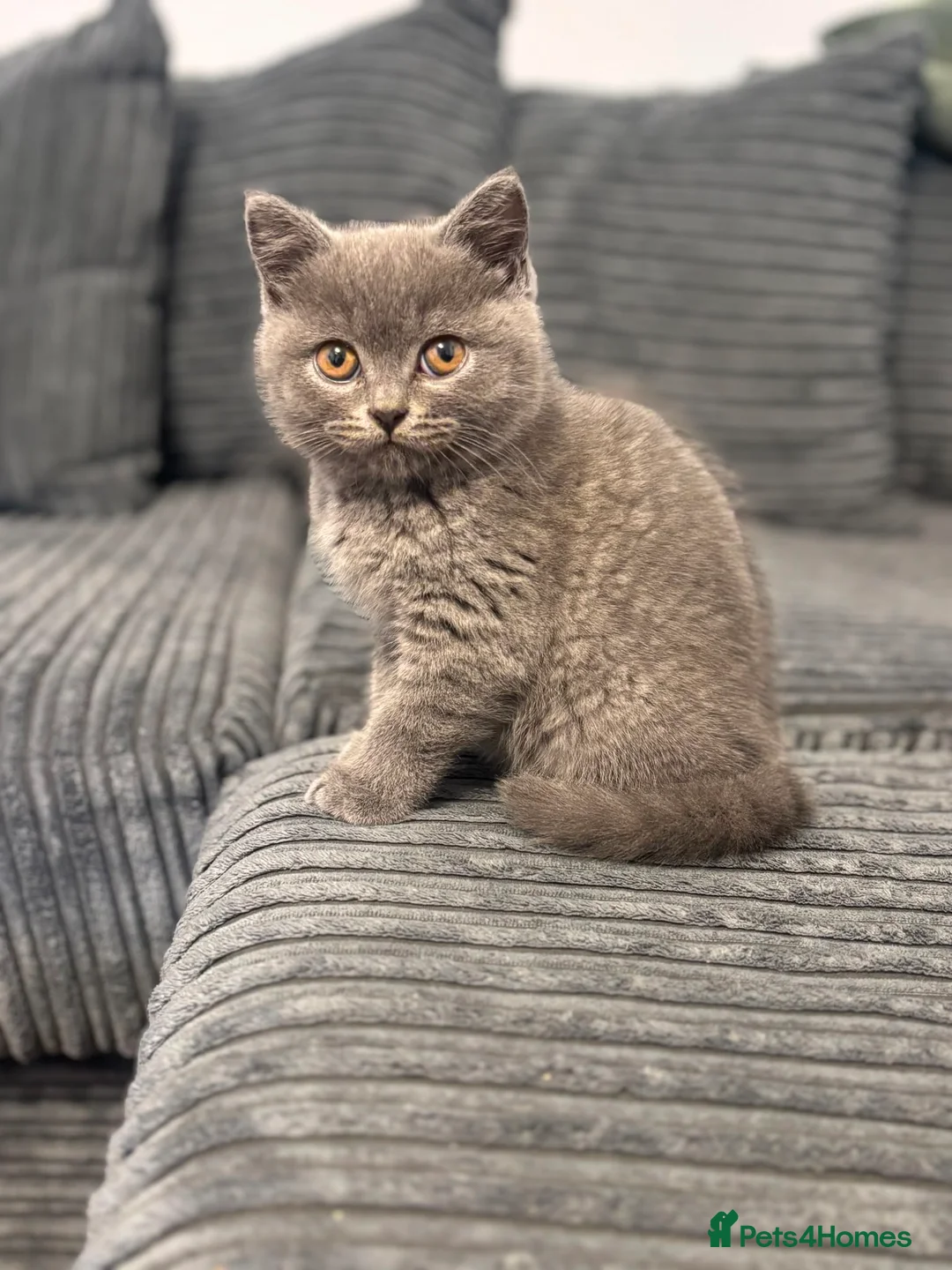 Scottish Fold cats for sale: Chunky Scottish straight kitten  - Advert 1