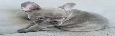 French Bulldog 2