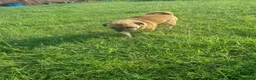 Jug dogs for adoption: One little Pug cross, One big heart in Kidderminster - Advert 6