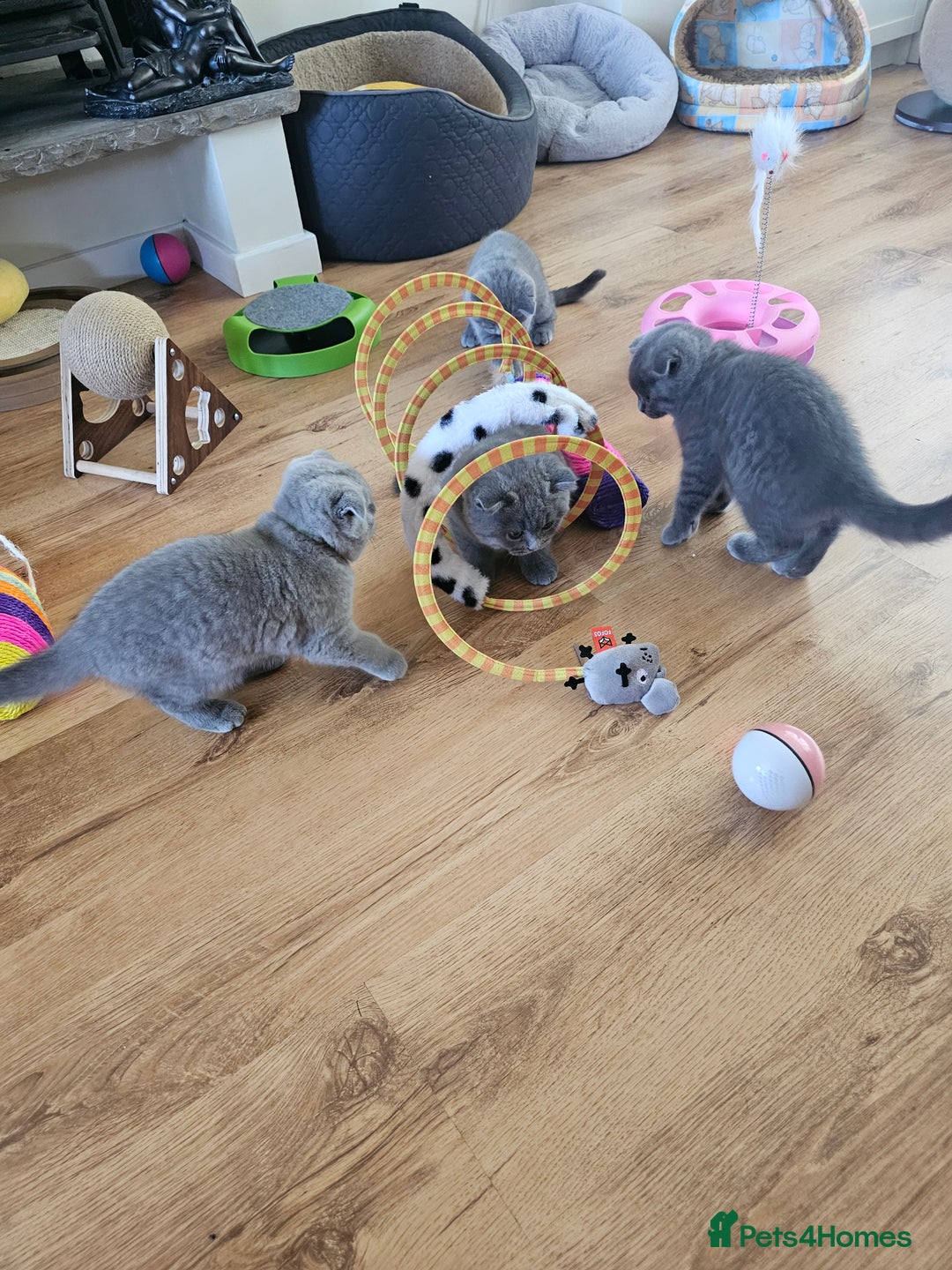 British Shorthair cats for sale: Hurry up 3 🕢Beautiful Scottish fold kitten left in Hatfield - Image 23
