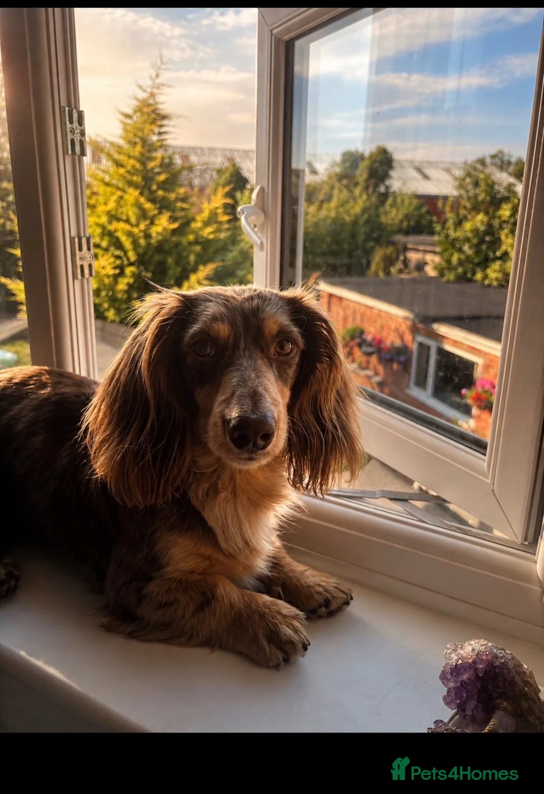 Miniature Dachshund dogs for stud: Chocolate and tan dapple miniature long hair dach - Advert 2