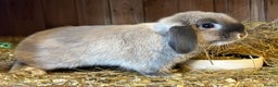Mini Lop rabbits for sale: Adult male mini lop  - Advert 3