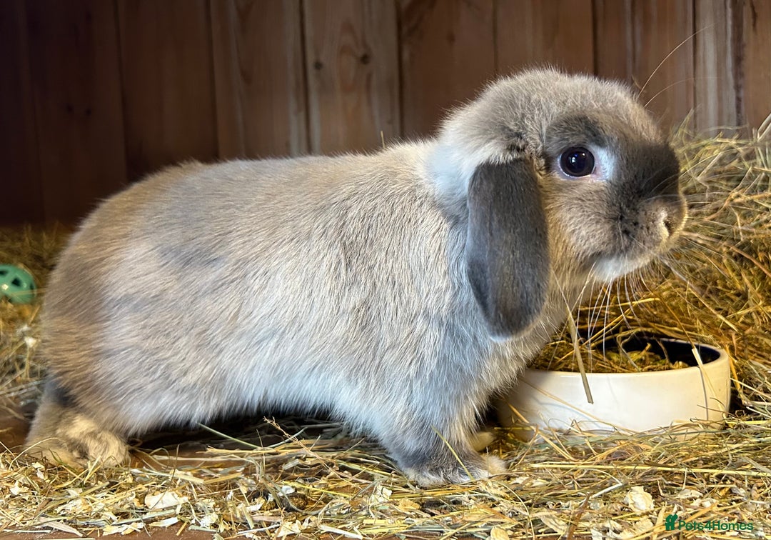 Mini Lop rabbits for sale: Adult male mini lop  - Advert 3
