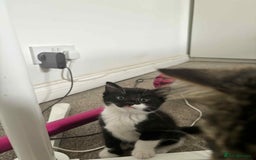 Mixed Breed cats for sale: Mixed breed cats  - Image 14