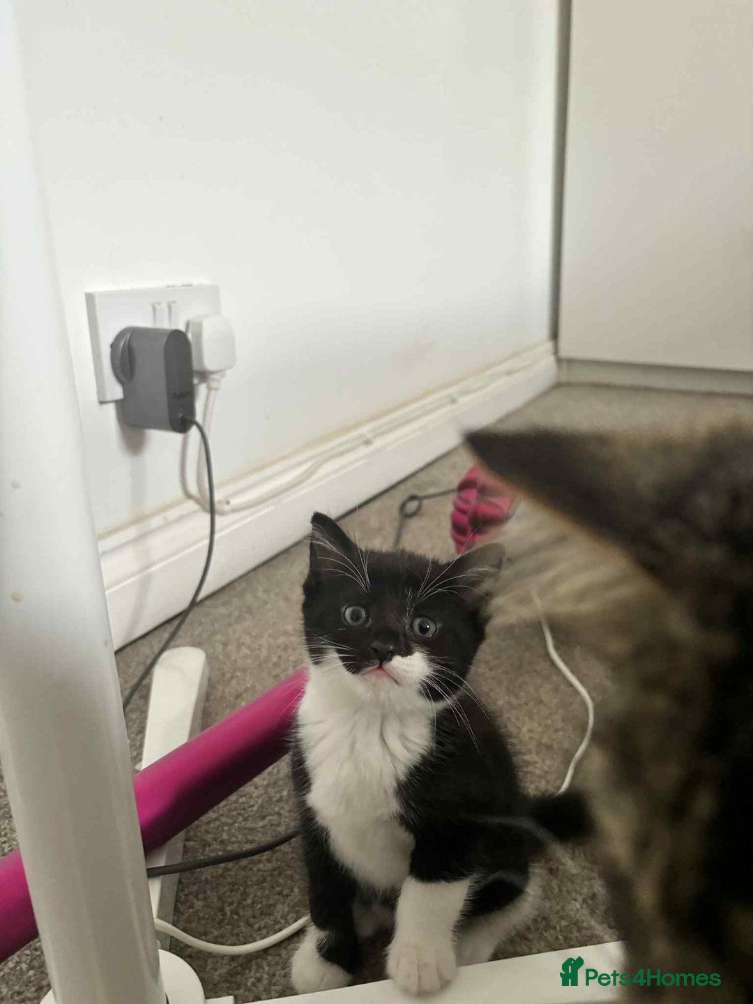 Mixed Breed cats for sale: Mixed breed cats  - Image 14