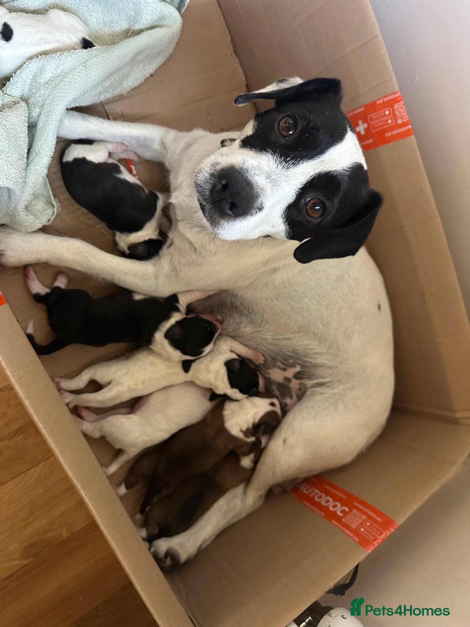 Mixed Breed dogs Cutest jack russell / spaniel / collie mix - Advert 2