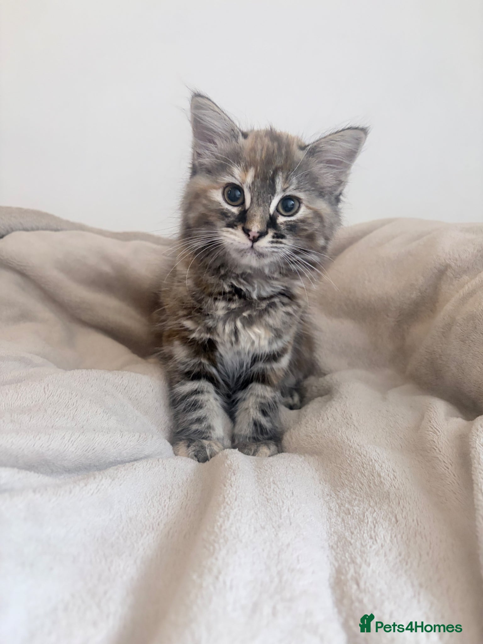 Mixed Breed cats Adorable kittens for sale  - Advert 1