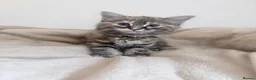 Mixed Breed cats for sale: Adorable kittens for sale  - Advert 1