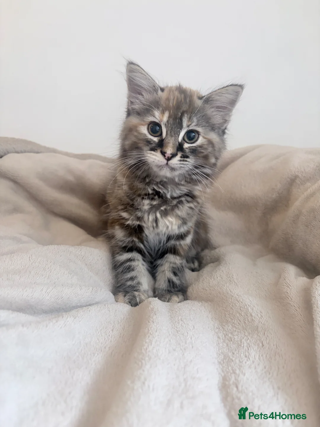 Mixed Breed cats for sale: Adorable kittens for sale  - Advert 1