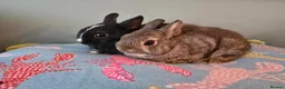 Netherland Dwarf rabbits for sale: Exceptional Netherland Dwarf, extremely tame - Advert 5