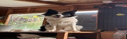 Border Collie dogs for sale: Looking for forever home for my boy - Advert 4