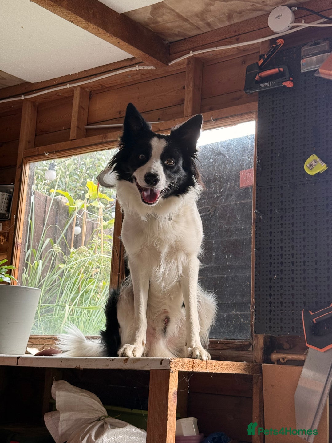 Border Collie dogs for sale: Looking for forever home for my boy - Advert 4