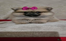 Pomeranian dogs for sale:  Pomeranian puppies ready now  - Image 9