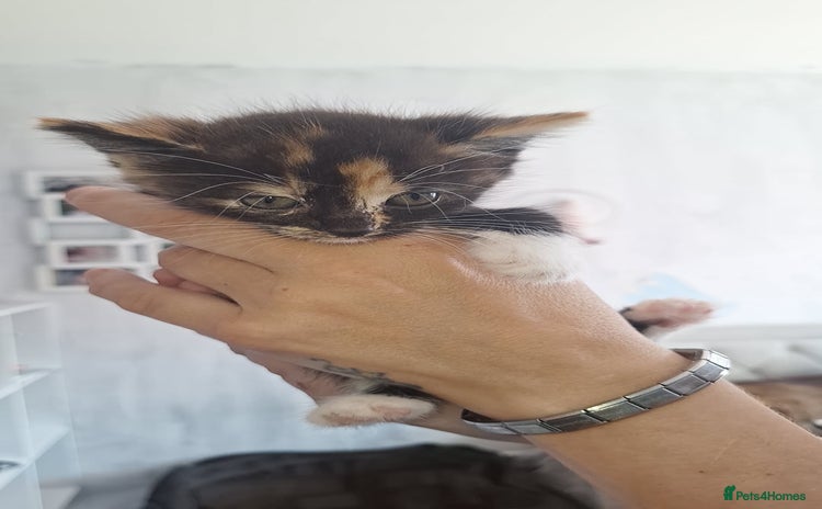 Domestic Shorthair cats - Advert 1
