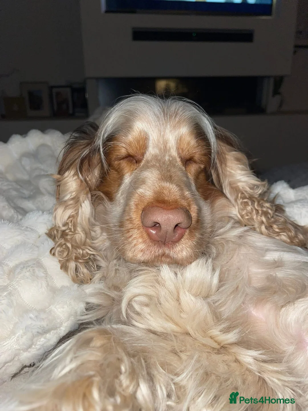 Cocker Spaniel dogs for stud: KC Registered 3rd Gen Pedigree Show Type Cocker - Advert 5