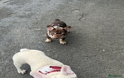 French Bulldog dogs for sale: Kc reg male ** rojo frenchie fluffy carrier - Image 8