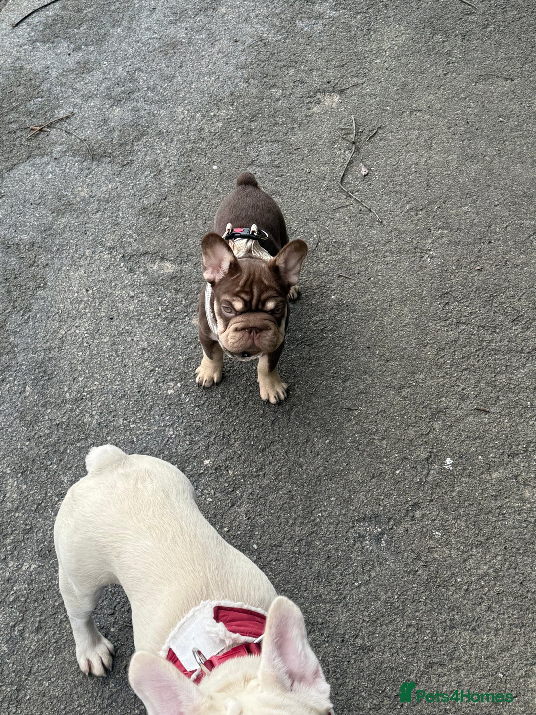 French Bulldog dogs for sale: Kc reg male ** rojo frenchie fluffy carrier - Image 8