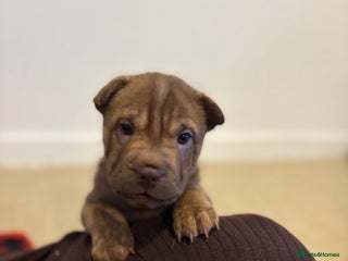 Shar Pei dogs Perfect SharPei Pups. 1 girl left. Ready now - Advert 2