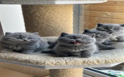 British Shorthair cats for sale: 🏆Champions line🏆BSH Blue kittens  - Image 6