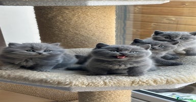 British Shorthair cats - Advert 2