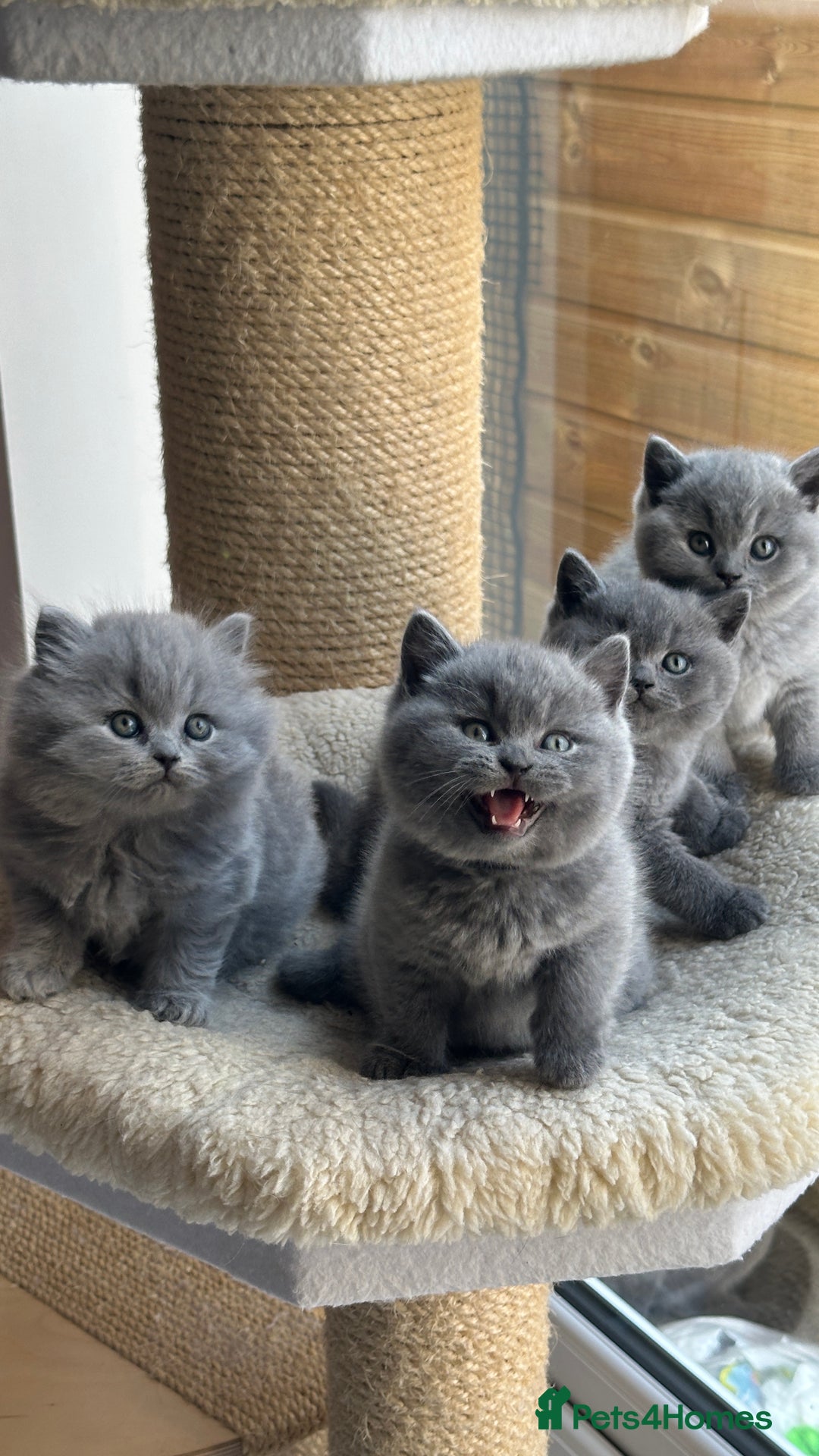 British Shorthair cats for sale: 🏆Champions line🏆BSH Blue kittens  - Image 6