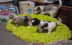Mixed Breed dogs for sale: Papillon x collie - Image 11