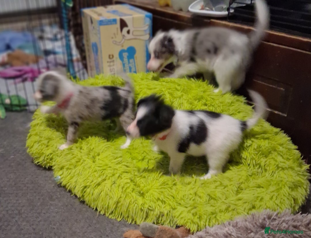 Mixed Breed dogs for sale: Papillon x collie - Image 11