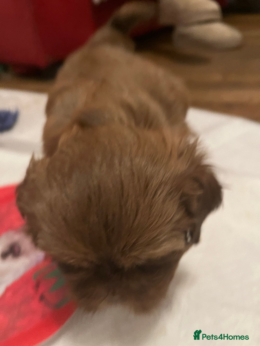 Shih Tzu dogs for sale: Adorable Shih Tzu puppies - Advert 11