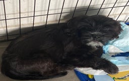Mixed Breed dogs for sale: Shih tzu x cockerspaniel puppies  - Image 4