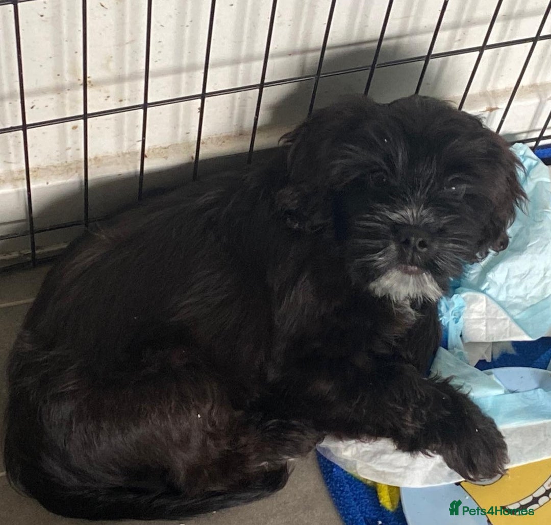 Mixed Breed dogs for sale: Shih tzu x cockerspaniel puppies  - Image 4
