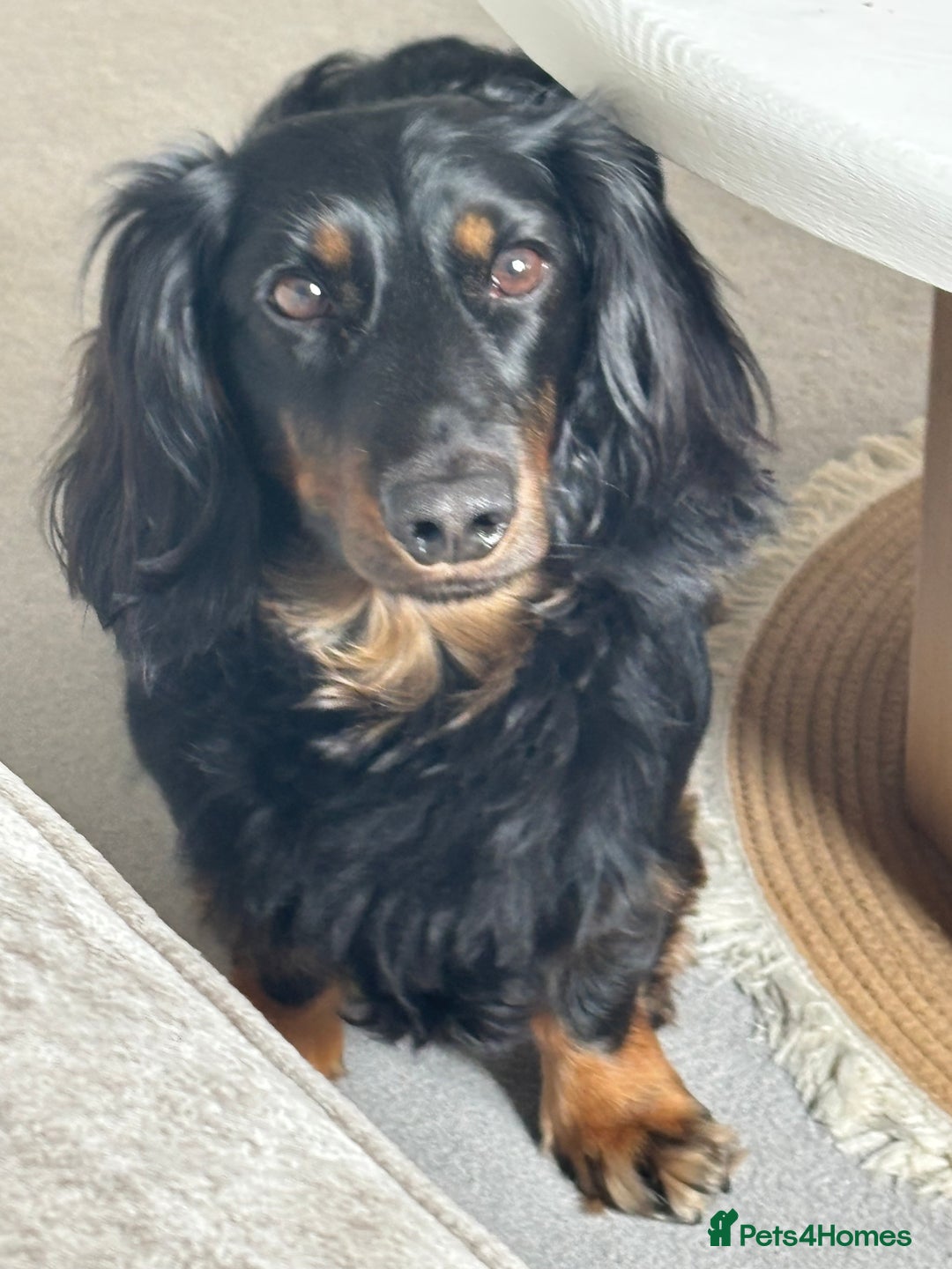 Miniature Dachshund dogs for sale:  long haired miniature dachshund male KC registere - Advert 4
