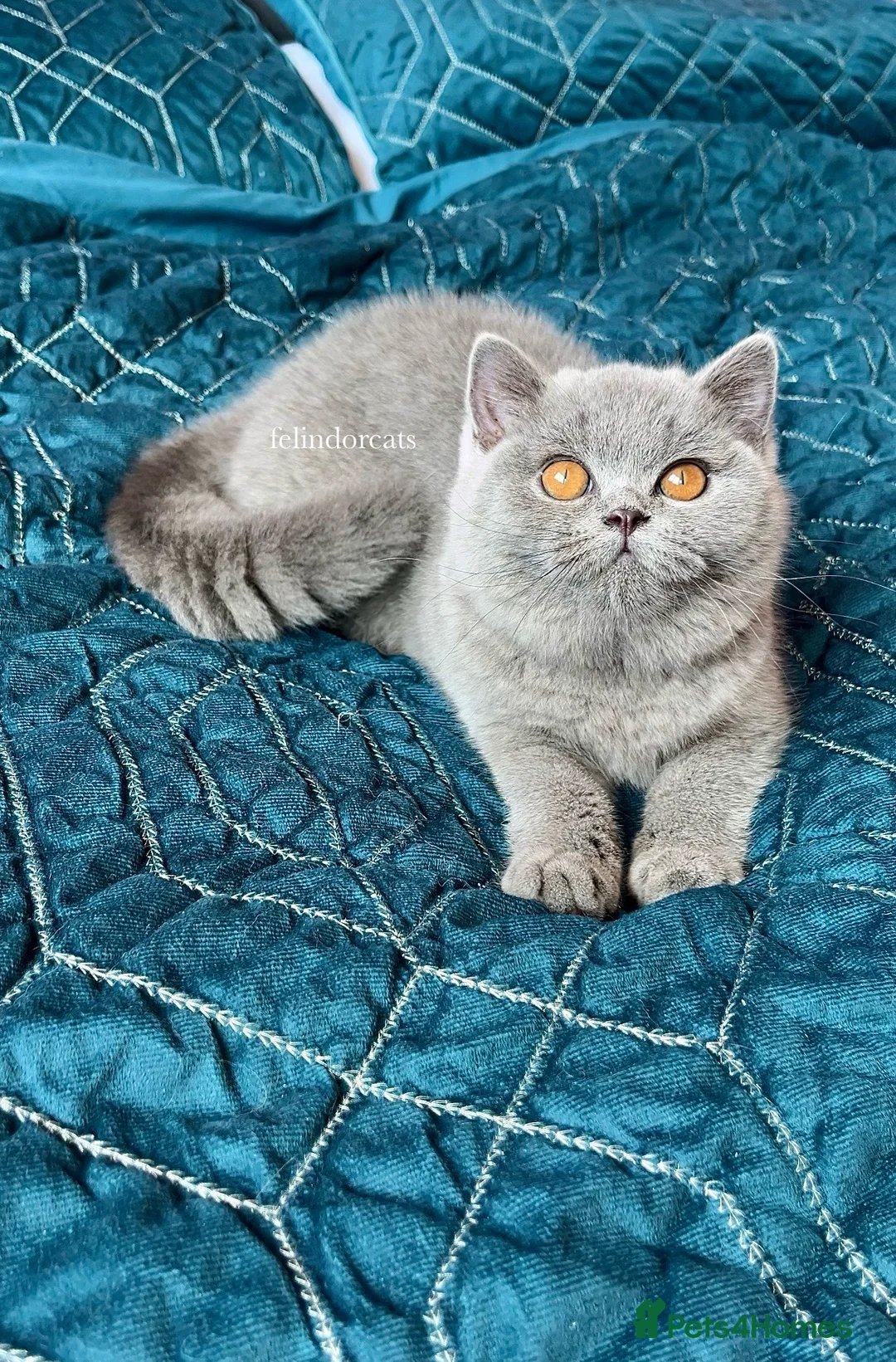 British Shorthair cats for sale: Available Last gorgeous blue girl!💙 - Advert 2