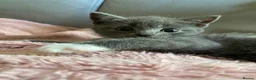 British Shorthair cats for sale: Beautiful British shorthair cross kitten - Advert 3