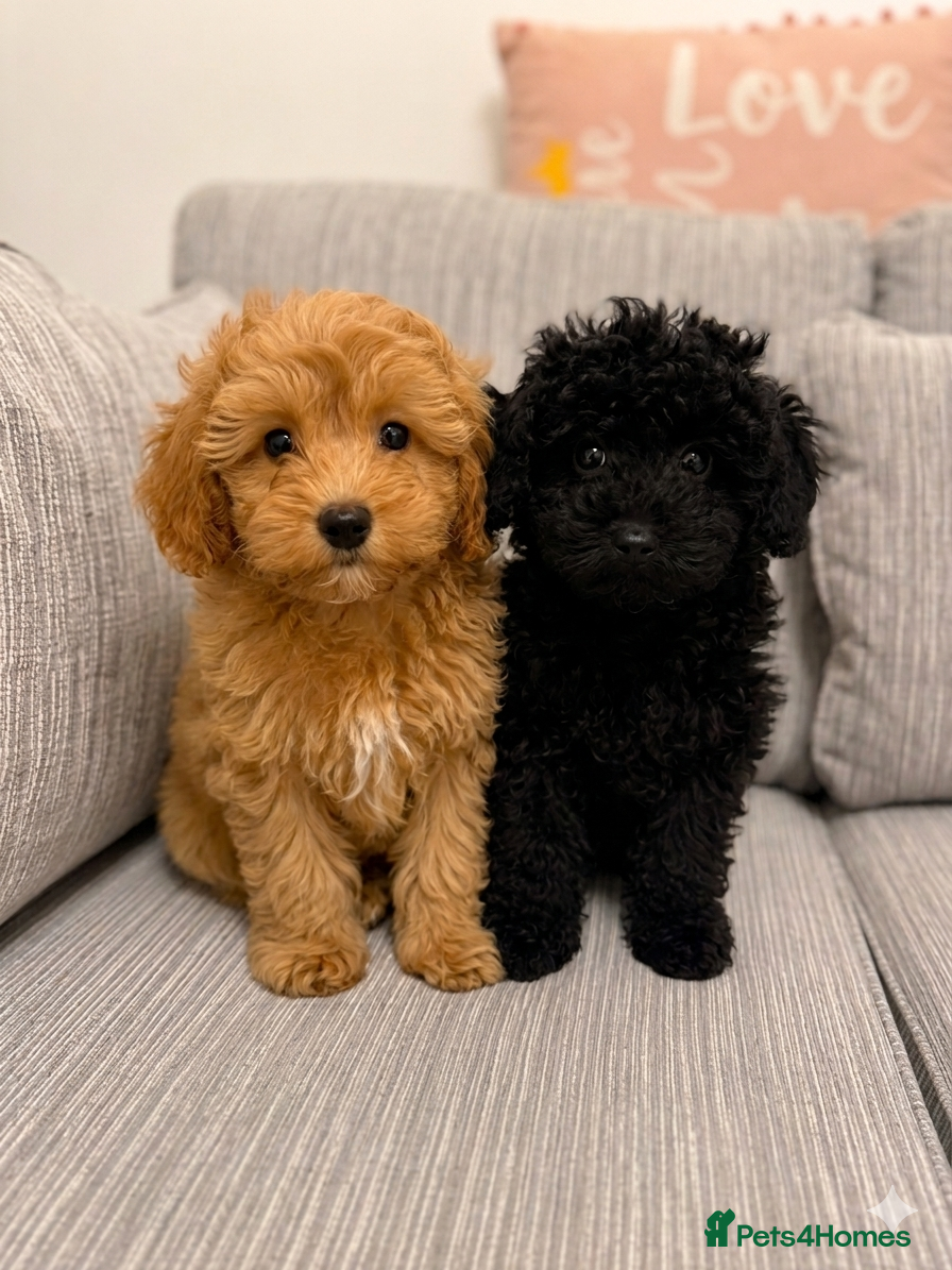 Schnoodle dogs Beautiful Schnoodle Pups  - Advert 1