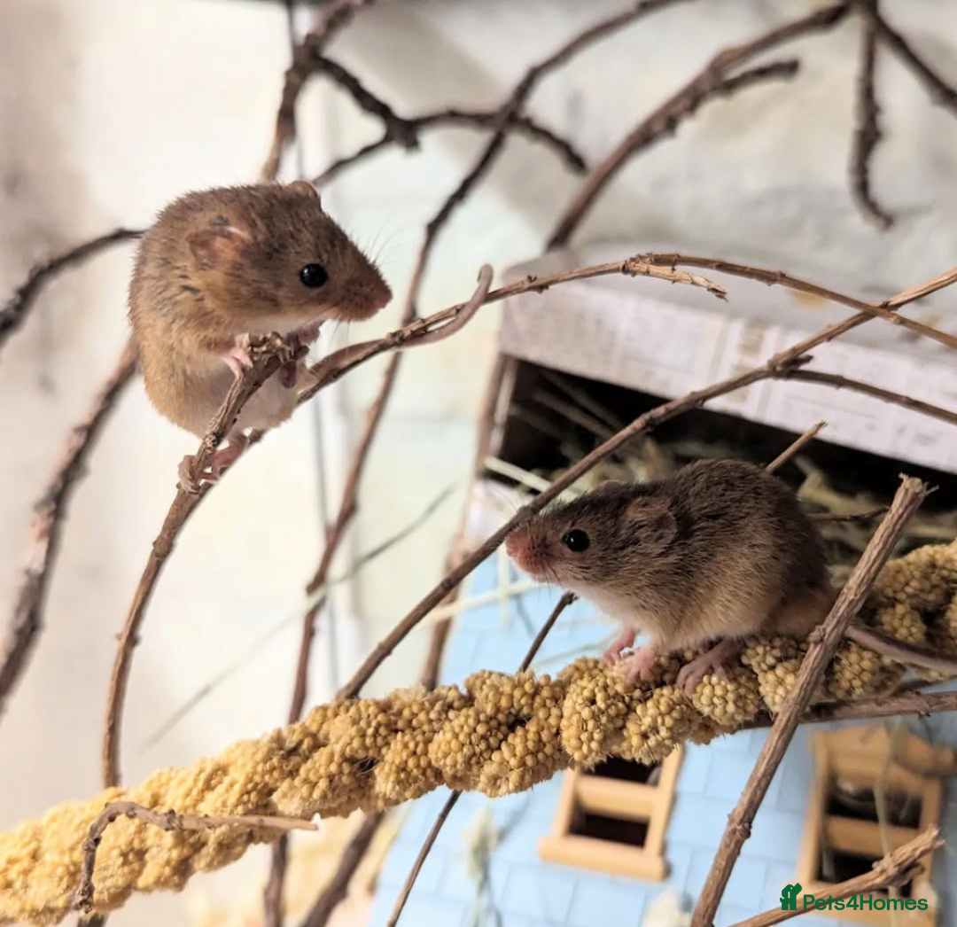 Mouse rodents for sale: Harvest Mice for Sale  - Advert 4