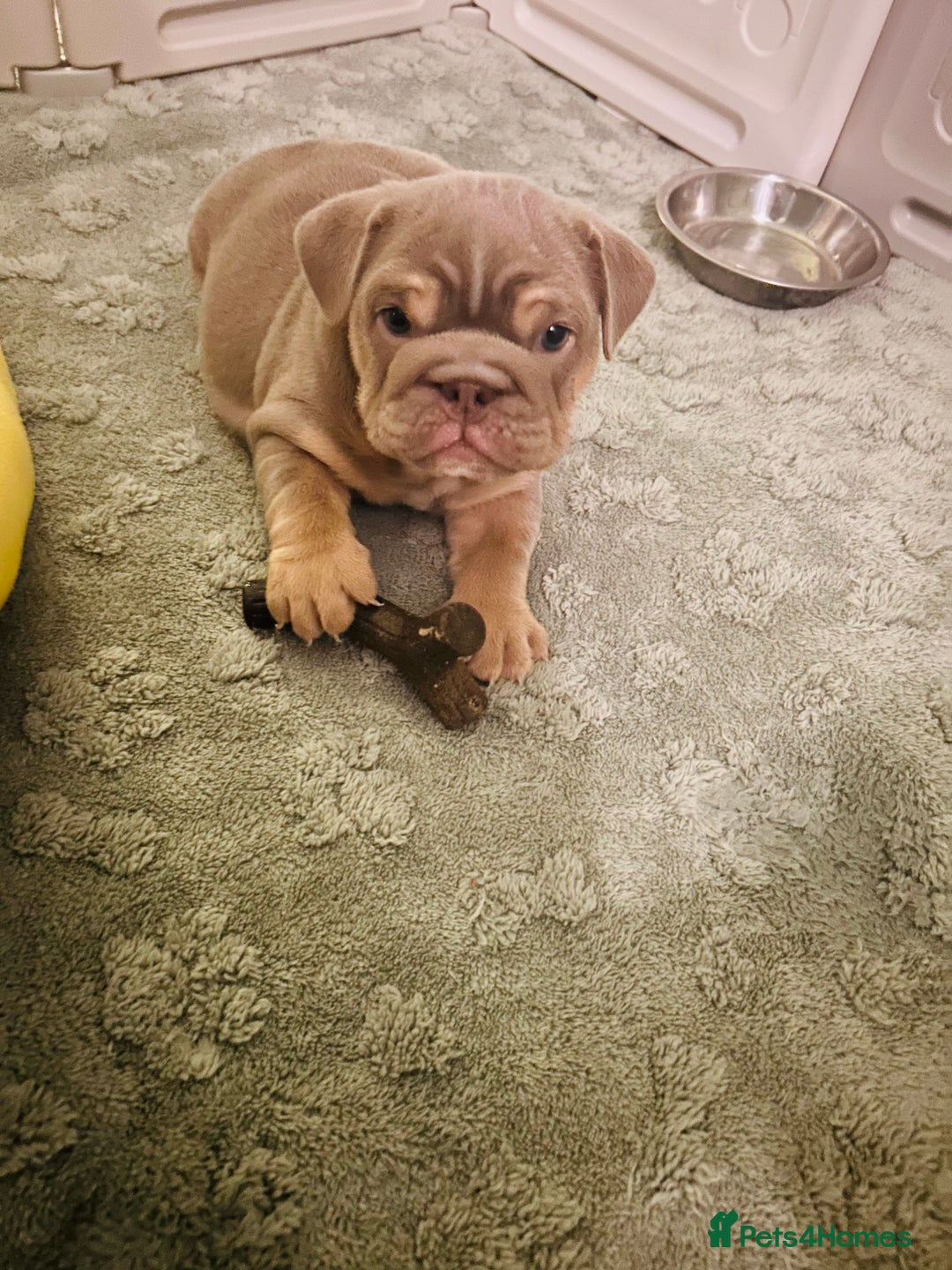 English Bulldog dogs for sale: English bull dogs  - Image 1